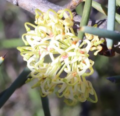 Hakea recurva