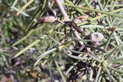 Hakea recurva