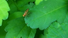 Tetanocera plebeja