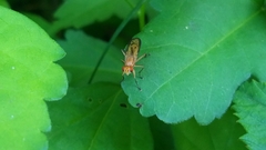 Tetanocera plebeja