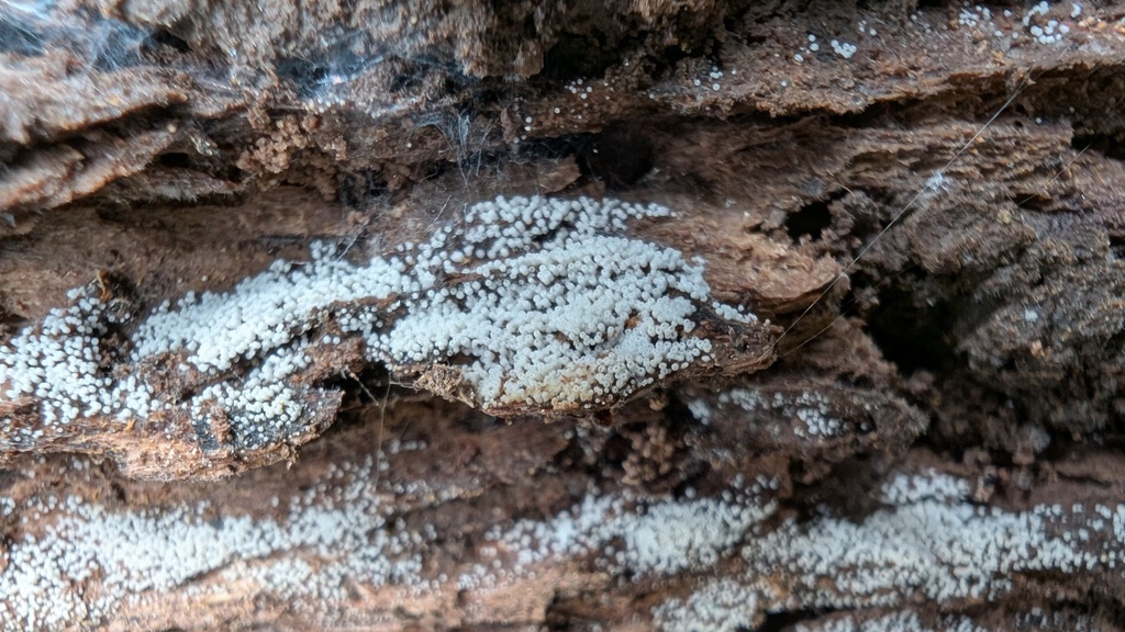 Henningsomyces candidus · March 2025 · photo: © atsushi_nakajima_cirque (iNaturalist, cc-by)
