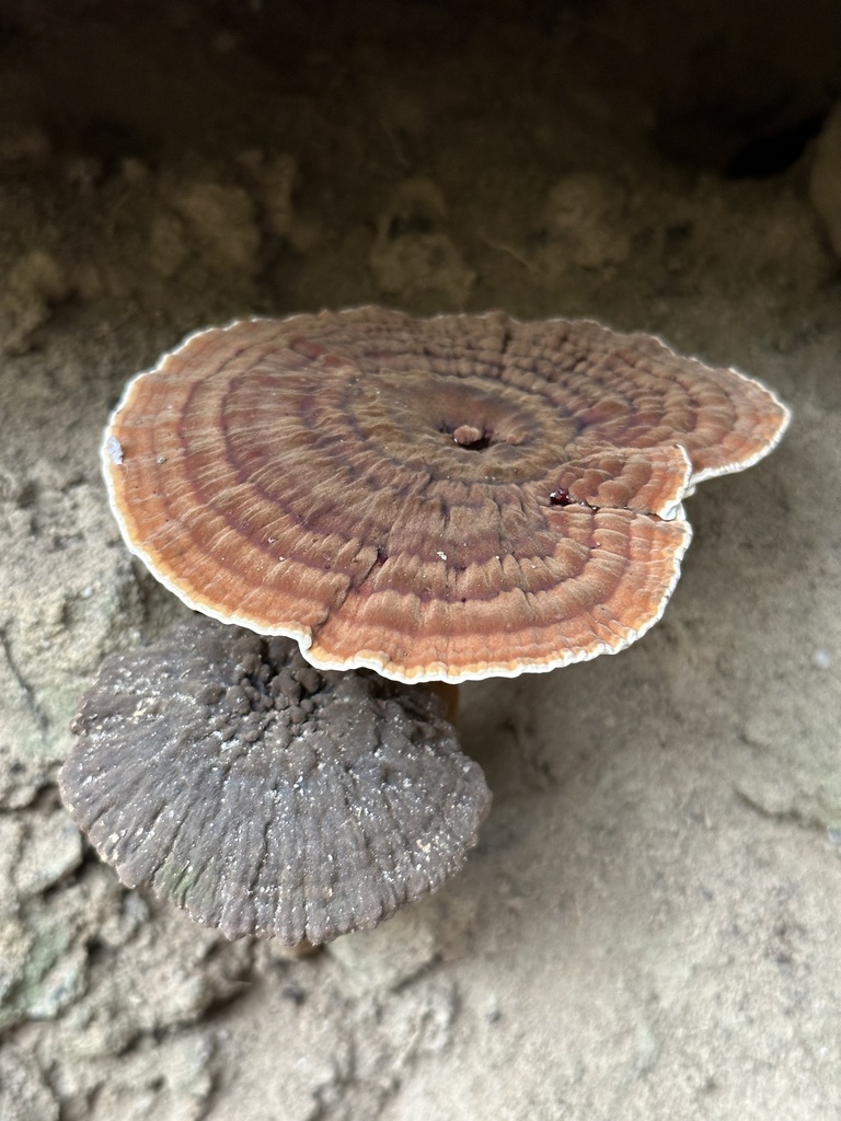 Sanguinoderma rude · March 2025 · photo: © prossington (iNaturalist, cc-by)