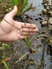 Panicum miliaceum ruderale