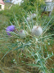 Cirsium eriophorum