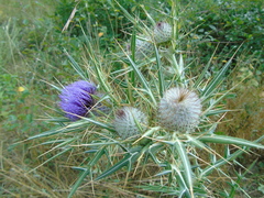 Cirsium eriophorum