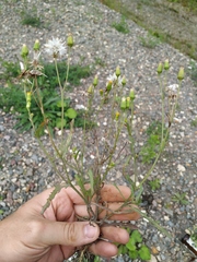 Senecio dubitabilis