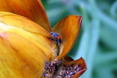Diomus notescens