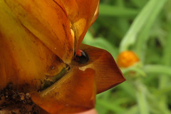 Diomus notescens