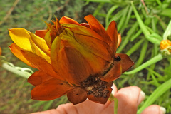 Diomus notescens