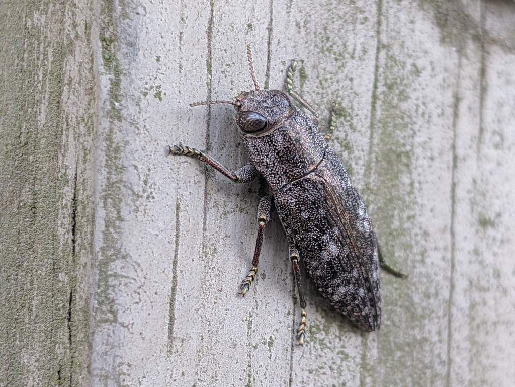 Hickory Jewel Beetle