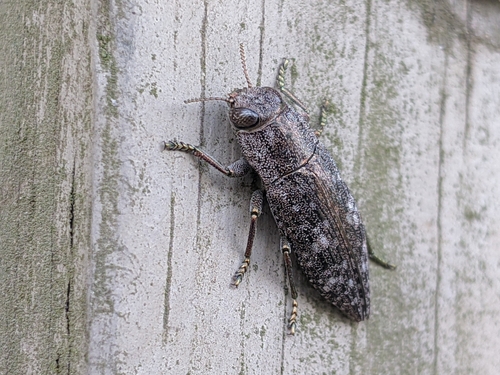 Dicerca lurida (Fabricius, 1775)