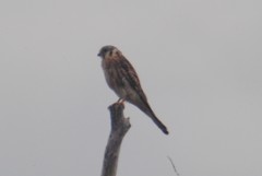 Falco sparverius sparverius