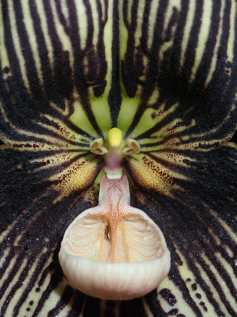 Dracula vampira (Luer) Luer 2