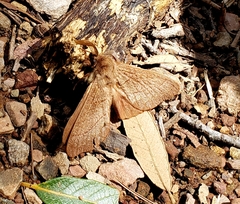 Malacosoma californica