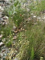 Camelina