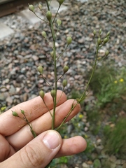 Camelina