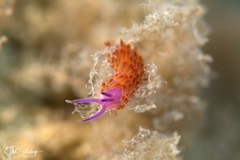 Flabellina