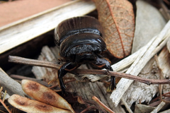 Pharochilus rugiceps