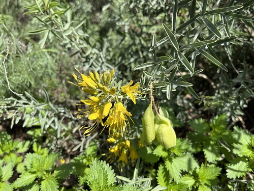iNaturalist observation photo of Bladderpod