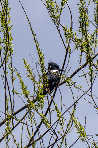iNaturalist observation photo of Belted Kingfisher