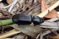 Pharochilus rugiceps