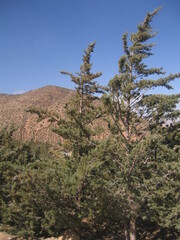 Arizona Cypress (Hesperocyparis arizonica)