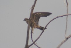 Falco peregrinus anatum