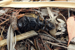 Pharochilus rugiceps