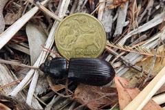 Pharochilus rugiceps