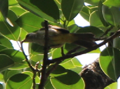 Pycnonotus goiavier