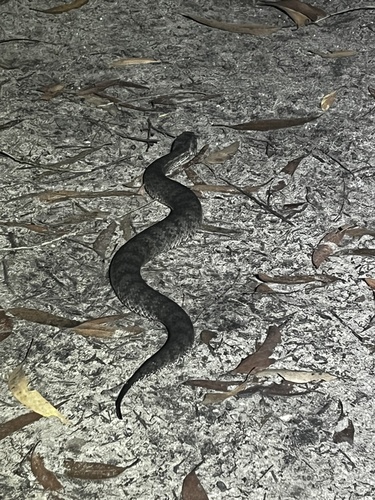 Southern Death Adder sighting