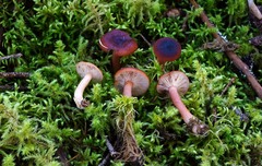 Lactarius hepaticus