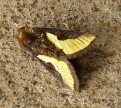 Thysanoplusia orichalcea