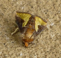 Thysanoplusia orichalcea