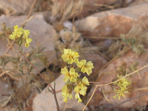 Image of Limonium bonduellei by (c) zebedeugalinha, some rights reserved (CC BY)