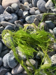 Ulva intestinalis