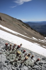 Chaenactis nevadensis