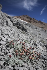 Chaenactis nevadensis