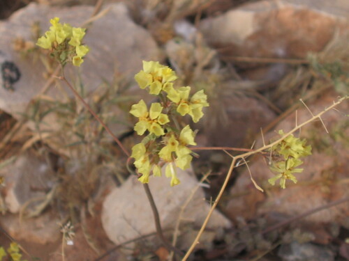 Image of Limonium bonduellei by (c) zebedeugalinha, some rights reserved (CC BY)