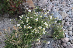 Polemonium pulcherrimum shastense