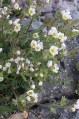 Polemonium pulcherrimum shastense