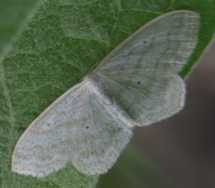 Scopula junctaria