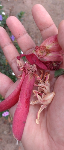 Dipterocarpus intricatus, photograph 4