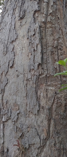 Dipterocarpus intricatus, photograph 5