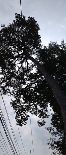 Dipterocarpus intricatus, photograph 6