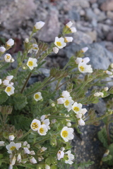 Polemonium pulcherrimum shastense