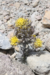 Draba aureola