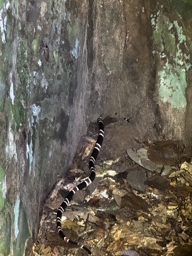 Amazon Banded Snake