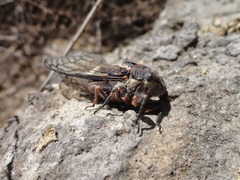 Cornuplura rudis