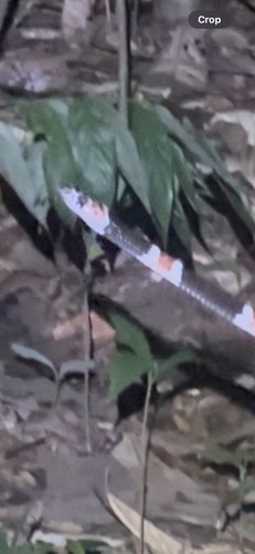 Amazon Banded Snake